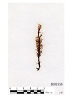 藏品(布魯錦葉苔)的圖片